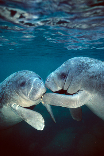 Two Florida (West Indian) manatees, Crystal River, Florida