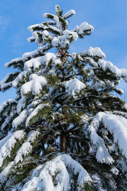 istock Luxurious pine black pine, Austrian pine or black pine on sunny winter day. Branches of Austrian pine covered with snow against blue winter sky. Close-up. Nature concept for design. 1342092303