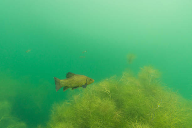 Crucian carp on white background