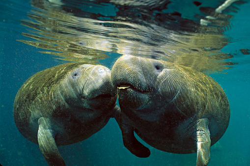 Two Florida (West Indian) manatees, Crystal River, Florida