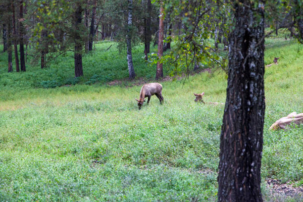 istock Mountain Altai, Russia, Marals in the forest 1342094616