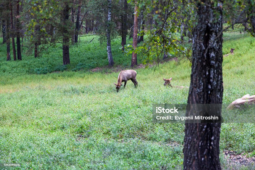 Mountain Altai, Russia, Marals in the forest - Royaltyfri Altai Nature Reserve Bildbanksbilder