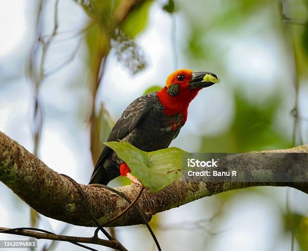 The Bornean Bristlehead Also Variously Known As The Bristled Shrike Baldheaded Crow Or The Baldheaded Woodshrike Stock Photo - Download Image Now