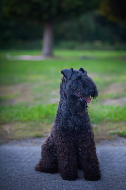 istock Kerry blue terrier walking outdoors in the evening 1342096740