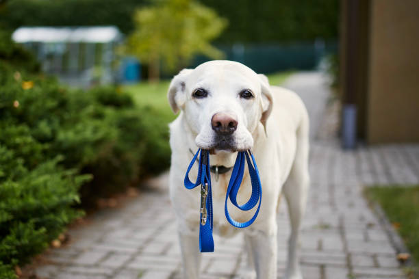 istock Dog waiting for walk with leash in mouth 1342097676
