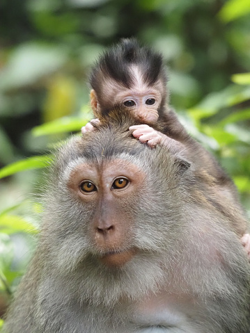 Vertical closeup photo of a mother Macaque monkey patiently sitting with her baby holding onto the fur on her head in the Sacred Monkey Forest, Ubud, Bali. Soft focus tropical rainforest background.