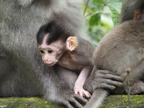 Horizontal closeup photo of a cute, wild baby Macaque monkey and its mother in the Sacred Monkey Forest, Ubud, Bali