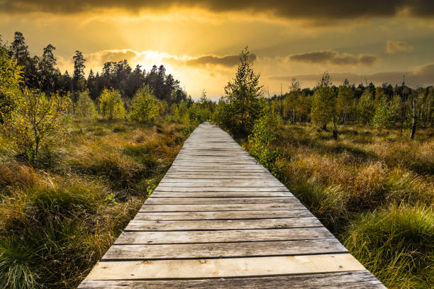 istock Hiking Trail with a Wooden Path Through a Swamp 1342098165