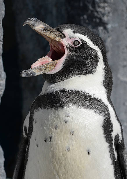 istock Humboldt Penguin Laughing 134209819