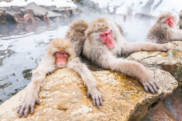 istock Group of snow monkeys sleeping in a hot spring, Japan. 1342098399