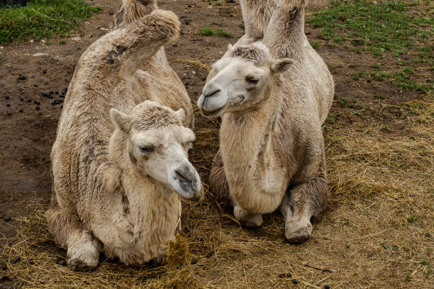 camels stock photo