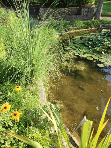 istock Plants and Water lilies at lake 1342099905