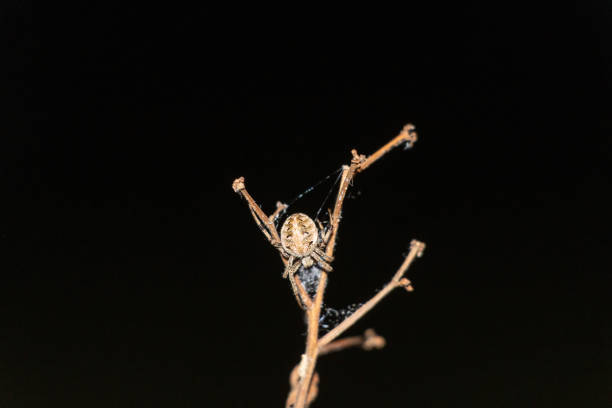 Spider on branch in the dark