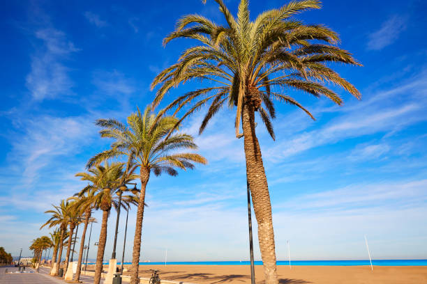 istock Valencia La Malvarrosa beach palm trees Spain 1342100594