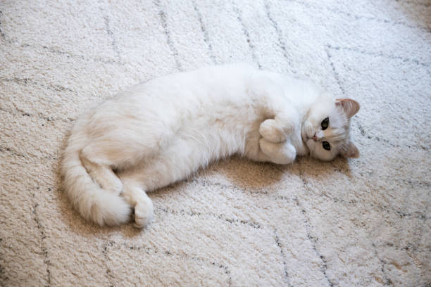 istock White cute hairy fluffy cat lying on the carpet, adorable pet 1342100642