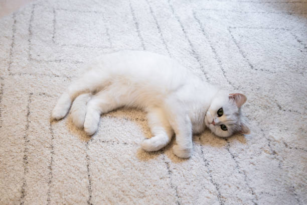 istock White cute hairy fluffy cat lying on the carpet, adorable pet 1342100650
