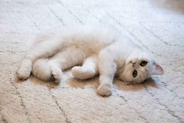 istock White cute hairy fluffy cat lying on the carpet, adorable pet 1342100662