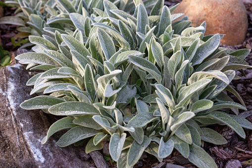 Ornamental plant Stachys byzantina (or lambs ears) in the rock garden