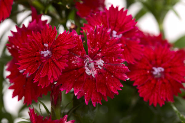 istock Dark red garden garden carnation flower 1342101197