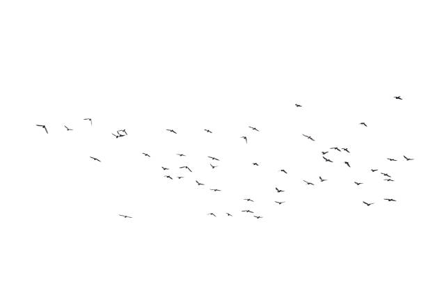 istock Flocks of flying pigeons isolated on white background.Save with clipping path. 1342101297
