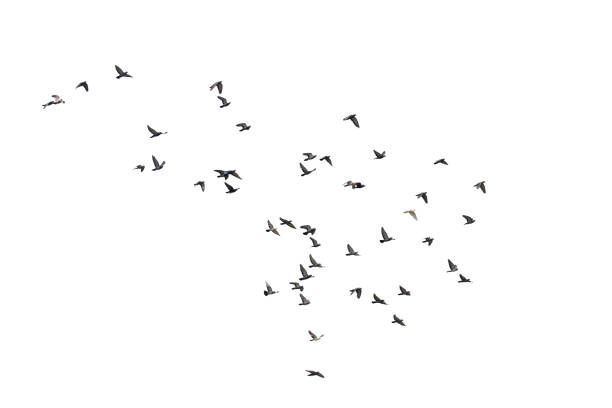 istock Flocks of flying pigeons isolated on white background.Save with clipping path. 1342101359