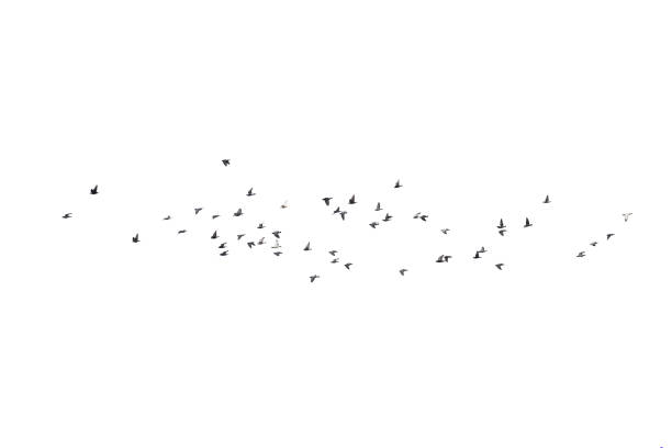 istock Flocks of flying pigeons isolated on white background.Save with clipping path. 1342101374