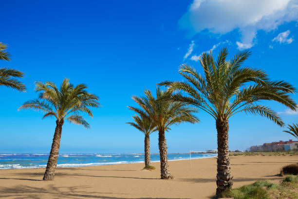 Denia beach Las Marinas with palm trees in Mediterranean Alicante of Spain
