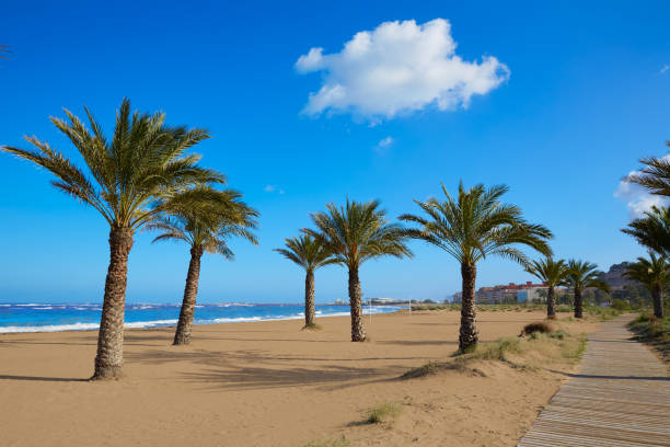 istock Denia beach Las Marinas with palm trees Alicante 1342102600