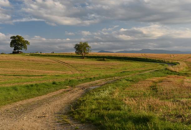 istock landscape after harvest at sunset 1342102929