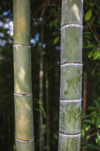 istock Close-up of bamboo tree trunks in a grove 1342103341