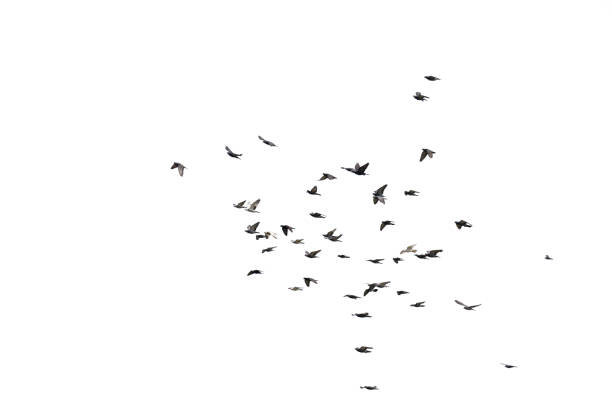istock Flocks of flying pigeons isolated on white background. Save with clipping path. 1342104161