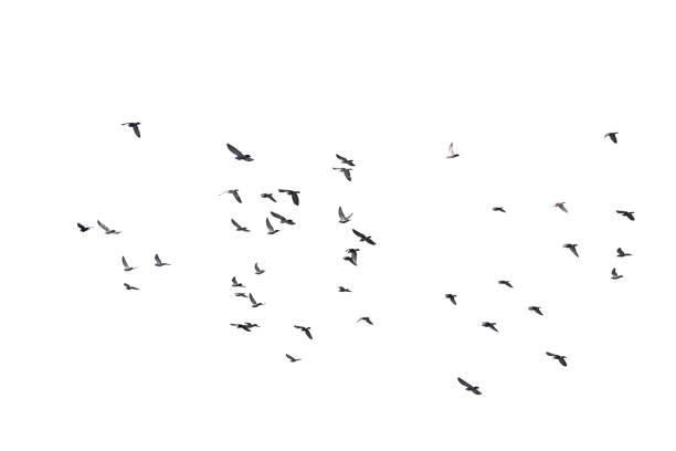 istock Flocks of flying pigeons isolated on white background. Save with clipping path. 1342104393