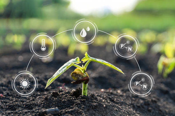 istock Smart farming with IoT,Growing corn seedling with infographics 1342104463