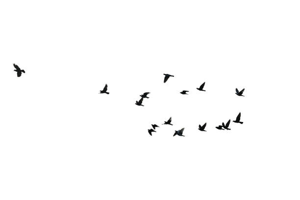 istock Flocks of flying pigeons isolated on white background. Clipping path. 1342104587