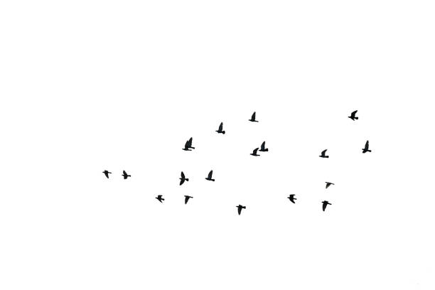 istock Flocks of flying pigeons isolated on white background. Clipping path. 1342104603