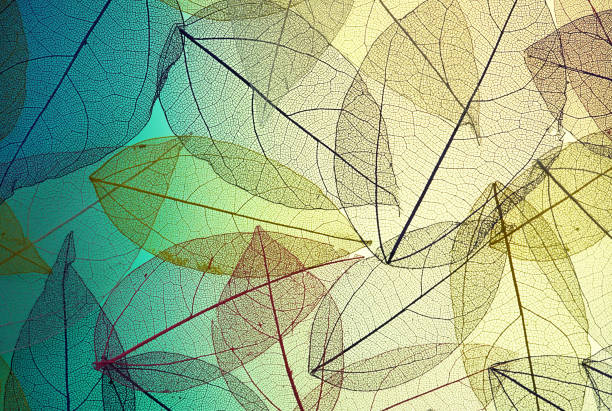 Many transparent silhouettes of skeleton leaves on a green,  turquoise and yellow background. Floral pattern of beautiful leaves in nature macro.