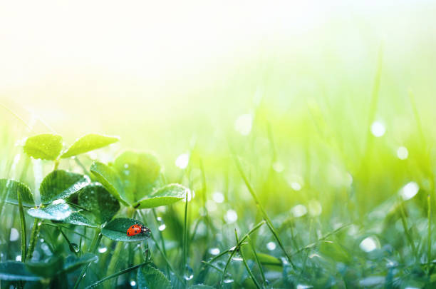 bellissimo sfondo naturale con erba fresca mattutina e coccinella. - ladybug grass leaf close up foto e immagini stock