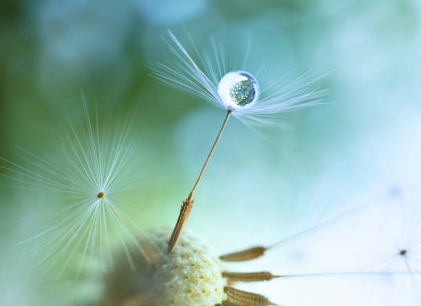 ein sanftes, luftiges künstlerisches naturbild. - dandelion water dandelion seed dew stock-fotos und bilder