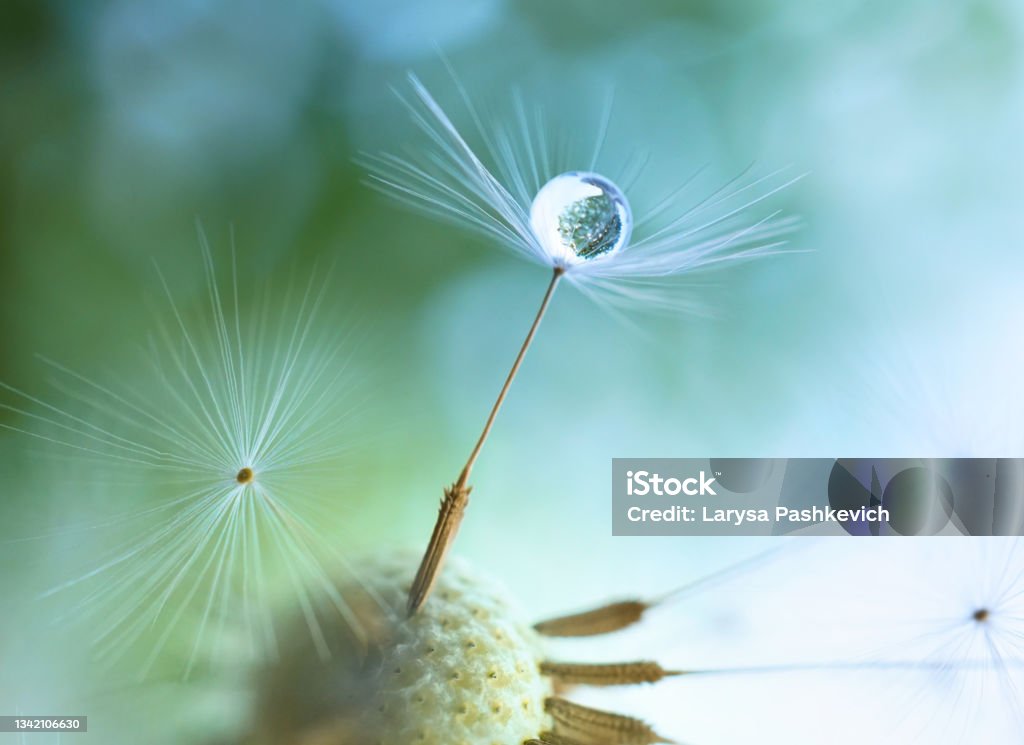 A gentle airy artistic image of nature. Drop of water on the seed of a dandelion flower on a light green and blue background close-up macro. A gentle airy artistic image of nature. Dandelion Stock Photo