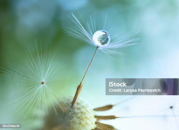 A Gentle Airy Artistic Image Of Nature Stock Photo - Download Image Now - Dandelion, Drop, Water