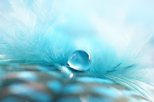 Transparent drop of water on a fluffy blue feather on a soft fuzzy background macro with soft focus. Light airy soft artistic image.