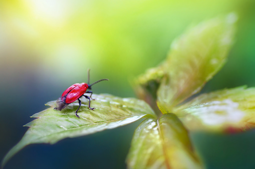 Red beetle Lilioceris lilii on green leaf on nature in sunlight in summer in spring macro on a green background. Soft gentle blurred artistic image.