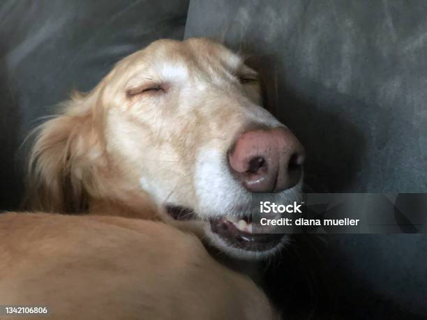 Sleeping Saluki Dog Stock Photo - Download Image Now - Animal, Night, Sleeping