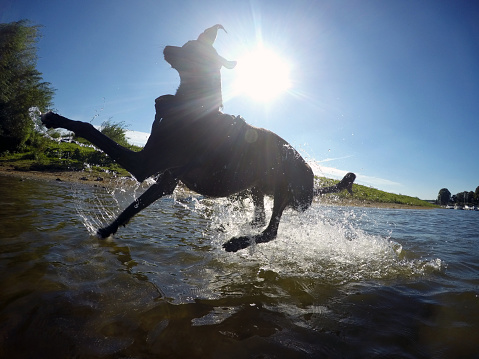 jumping greyhound in the water in the backlight