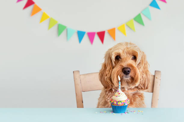 Dog celebrating with birthday cupcake stock photo