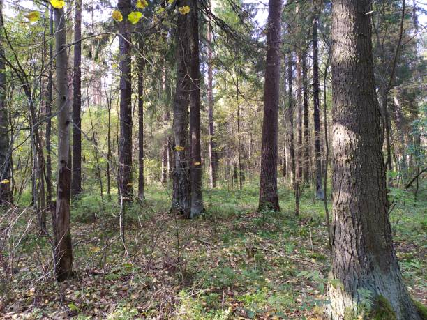 istock Bright colorful autumn day in forest 1342107337