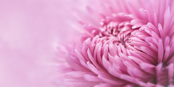 Chrysanthemum pink macro. Delicate pink petals in selective focus. Full-frame background of chrysanthemums. The idea of tenderness and fragility for Mother's Day. Small depth of field. Pastel Banner