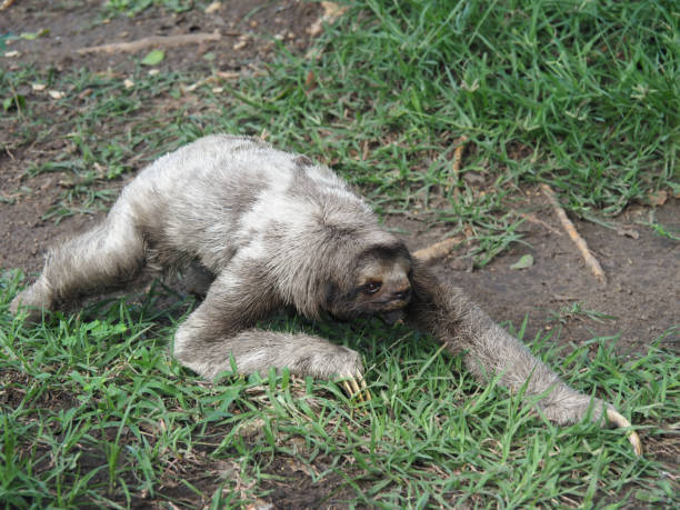 istock close-up of sloth in Colombia 1342110013