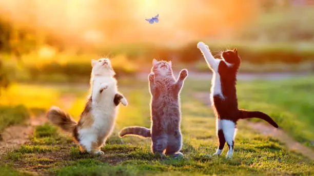 Photo of three different beautiful cats play in a sunny summer meadow and catch a blue butterfly jumping up