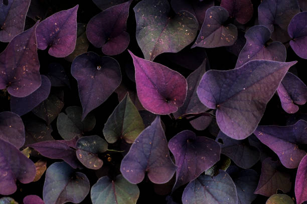 istock abstract backdrop or Purple leaves texture background, monsoon mood 1342111146